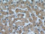 Angiotensinogen Antibody in Immunohistochemistry (Paraffin) (IHC (P))