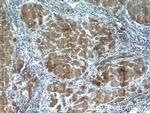 Angiotensinogen Antibody in Immunohistochemistry (Paraffin) (IHC (P))