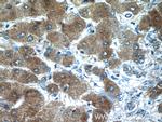 Angiotensinogen Antibody in Immunohistochemistry (Paraffin) (IHC (P))