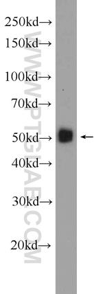 Angiotensinogen Antibody in Western Blot (WB)