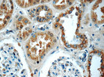 Angiotensinogen Antibody in Immunohistochemistry (Paraffin) (IHC (P))