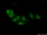 BARHL2 Antibody in Immunocytochemistry (ICC/IF)