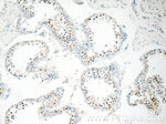 BARHL2 Antibody in Immunohistochemistry (Paraffin) (IHC (P))