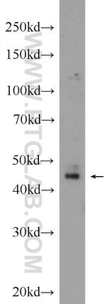 BARHL2 Antibody in Western Blot (WB)