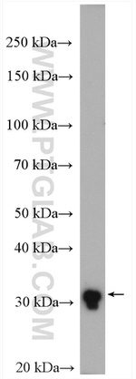 TMEM55B Antibody in Western Blot (WB)