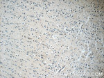 TFAM Antibody in Immunohistochemistry (Paraffin) (IHC (P))