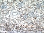 TFAM Antibody in Immunohistochemistry (Paraffin) (IHC (P))