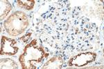 TFAM Antibody in Immunohistochemistry (Paraffin) (IHC (P))