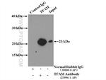 TFAM Antibody in Immunoprecipitation (IP)