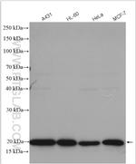 TFAM Antibody in Western Blot (WB)