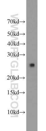 TFAM Antibody in Western Blot (WB)