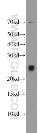 TFAM Antibody in Western Blot (WB)