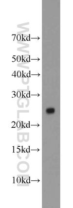 TFAM Antibody in Western Blot (WB)