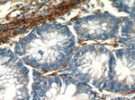 AMPD3 Antibody in Immunohistochemistry (Paraffin) (IHC (P))