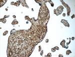 AMPD3 Antibody in Immunohistochemistry (Paraffin) (IHC (P))