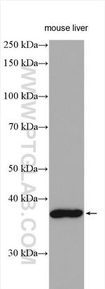 ZDHHC9 Antibody in Western Blot (WB)