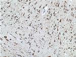 NHEDC2 Antibody in Immunohistochemistry (Paraffin) (IHC (P))