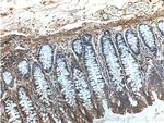 Rac1 Antibody in Immunohistochemistry (Paraffin) (IHC (P))