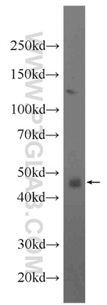 SPRED2 Antibody in Western Blot (WB)