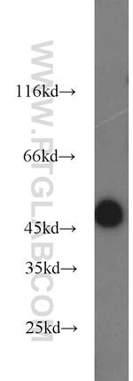 SPRED2 Antibody in Western Blot (WB)