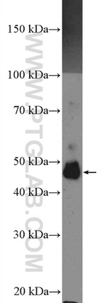 SPRED2 Antibody in Western Blot (WB)