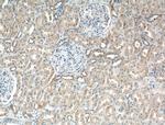 Cd2ap Antibody in Immunohistochemistry (Paraffin) (IHC (P))