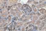 Cd2ap Antibody in Immunohistochemistry (Paraffin) (IHC (P))