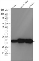 SOD2 Antibody in Western Blot (WB)