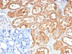 LAMP5 (Late Endosomes Marker) Antibody in Immunohistochemistry (Paraffin) (IHC (P))