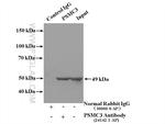 PSMC3 Antibody in Immunoprecipitation (IP)