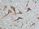 NPBWR2 Antibody in Immunohistochemistry (Paraffin) (IHC (P))