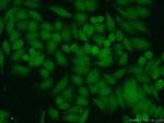 JNK Antibody in Immunocytochemistry (ICC/IF)