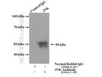 JNK Antibody in Immunoprecipitation (IP)