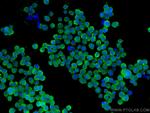 JNK Antibody in Immunocytochemistry (ICC/IF)