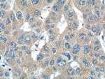 IL-27 Antibody in Immunohistochemistry (Paraffin) (IHC (P))