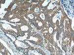 XBP1 Antibody in Immunohistochemistry (Paraffin) (IHC (P))