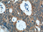 XBP1 Antibody in Immunohistochemistry (Paraffin) (IHC (P))