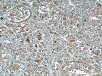 XBP1 Antibody in Immunohistochemistry (Paraffin) (IHC (P))