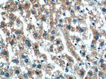 XBP1 Antibody in Immunohistochemistry (Paraffin) (IHC (P))