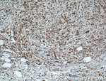 XBP1 Antibody in Immunohistochemistry (Paraffin) (IHC (P))