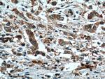 XBP1 Antibody in Immunohistochemistry (Paraffin) (IHC (P))