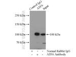 ATF6 Antibody in Immunoprecipitation (IP)