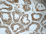 C2orf67 Antibody in Immunohistochemistry (Paraffin) (IHC (P))