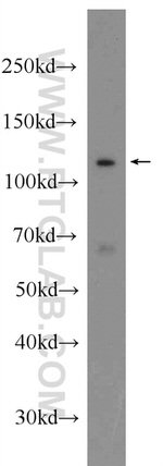 C2orf67 Antibody in Western Blot (WB)