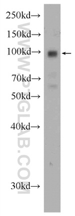 C2orf67 Antibody in Western Blot (WB)