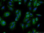 C2orf67 Antibody in Immunocytochemistry (ICC/IF)