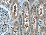 C2orf67 Antibody in Immunohistochemistry (Paraffin) (IHC (P))