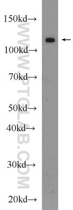 C2orf67 Antibody in Western Blot (WB)