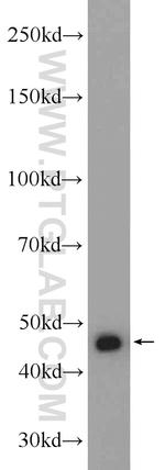 GSK3B Antibody in Western Blot (WB)