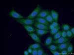 IL28B/ IFNL3 Antibody in Immunocytochemistry (ICC/IF)